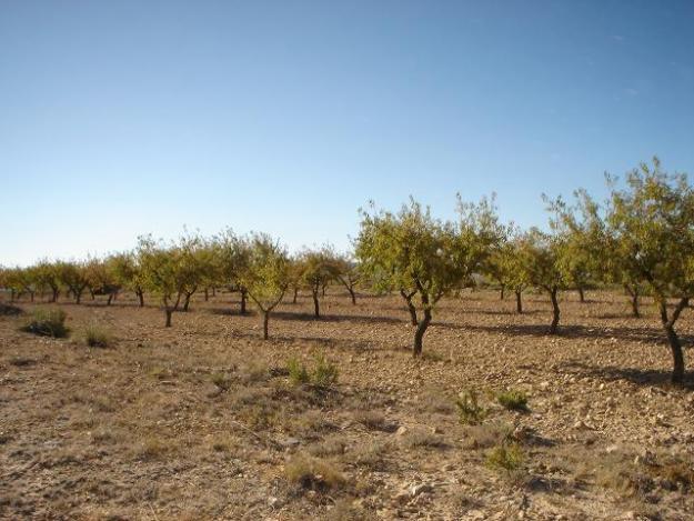 Terreno almendros 100.000 m2