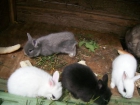 vendo conejos enanos de angora para reyes - mejor precio | unprecio.es