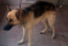 Adopta a Rex - mejor precio | unprecio.es