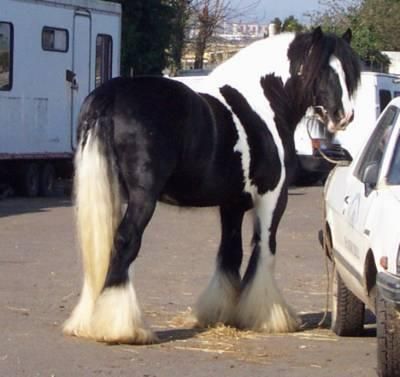 Caballo gitano Wanner