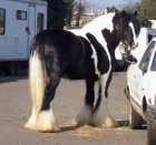 Caballo gitano Wanner - mejor precio | unprecio.es