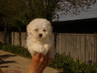 CACHORROS DE BICHON MALTES 550 - mejor precio | unprecio.es
