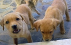 ELVAS - VENDO PERRITOS LABRADOR - ¡UN CHOLLO! - mejor precio | unprecio.es