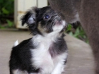 Encantador Cachorros De Chihuahua - mejor precio | unprecio.es