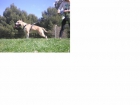 EXCELENTE AMERICAN STAFFORSHIRE TERRIER - mejor precio | unprecio.es