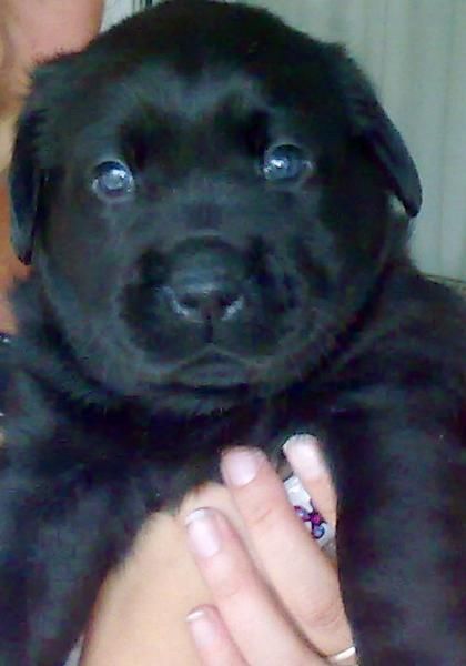 Labrador (perra)