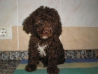 Perro de agua español - autenticos ositos de peluche - mejor precio | unprecio.es