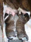 pitbull con bullterrier - mejor precio | unprecio.es