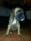 preciosos cachorros de boxer leonados - mejor precio | unprecio.es