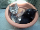 REGALAMOS GATITOS - mejor precio | unprecio.es