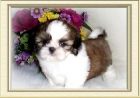 Shih Tzu macho y hembra disponible de forma gratuita - mejor precio | unprecio.es