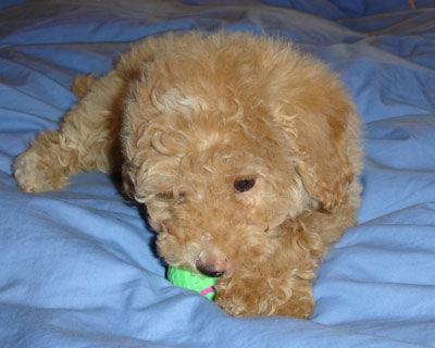 Vendo cachorros de caniche enano apricot con pedigree