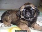 Pequines ¡El excelente cachorro que deseas! - mejor precio | unprecio.es