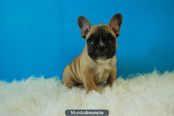 Bulldog Frances calidad al mejor precio