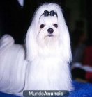 Cachorritos Bichon Maltes nacionales con 2 vacunas y pedigree - mejor precio | unprecio.es