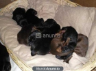 Camada Doberman - mejor precio | unprecio.es