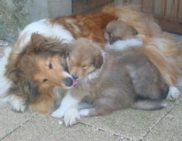 CAMADA ROUGH COLLIE