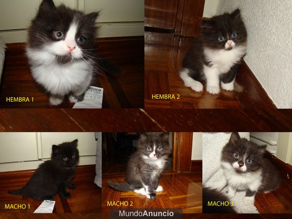 Preciosos Gatitos Persas