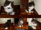 Preciosos Gatitos Persas - mejor precio | unprecio.es
