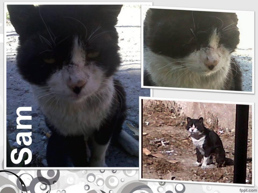 SAM, precioso gato que se esta apagando en su colonia