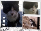 SAM, precioso gato que se esta apagando en su colonia - mejor precio | unprecio.es