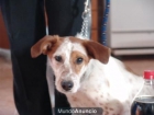 -PORQUE NUNCA TE FALTARA UN LAMETAZO---ADOPTA - mejor precio | unprecio.es