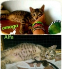 Alfa y Omega GATitos tigre acogida urgente, son un amor!! - mejor precio | unprecio.es