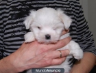 Bichon Maltes 300€ - mejor precio | unprecio.es