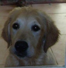 Busco novio para mi Golden retriever - mejor precio | unprecio.es