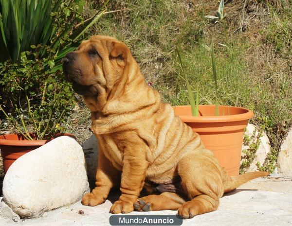 Cachorros de Shar Pei disponibles