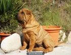 Cachorros de Shar Pei disponibles - mejor precio | unprecio.es