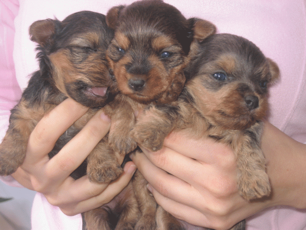 cachorros yorkshires