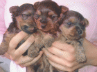 cachorros yorkshires - mejor precio | unprecio.es