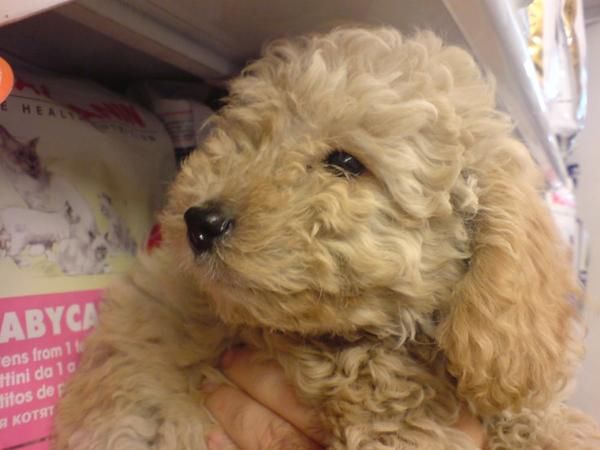 Caniche en venta cachorritos