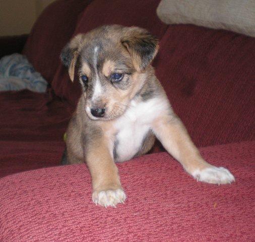 DOCKYN, PRECIOSO CACHORRITO BUSCA UNA FAMILIA
