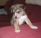 DOCKYN, PRECIOSO CACHORRITO BUSCA UNA FAMILIA - mejor precio | unprecio.es