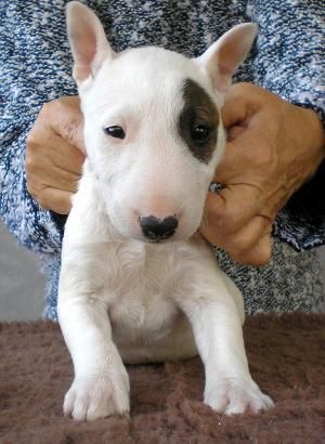 lindo y hermoso, bull terrier Familia-Criado, hombres y mujeres Estar al día las vacunas y wormings