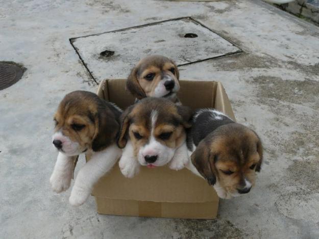 Preciosos cachorros de Beagle. Perros con pedigree