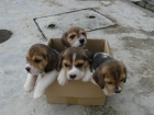 Preciosos cachorros de Beagle. Perros con pedigree - mejor precio | unprecio.es