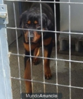 Rottweiler adopción urgente - mejor precio | unprecio.es