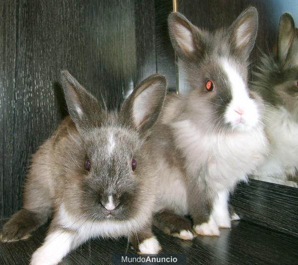 Vendo conejos enanos