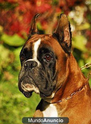 Boxer da bugalleira
