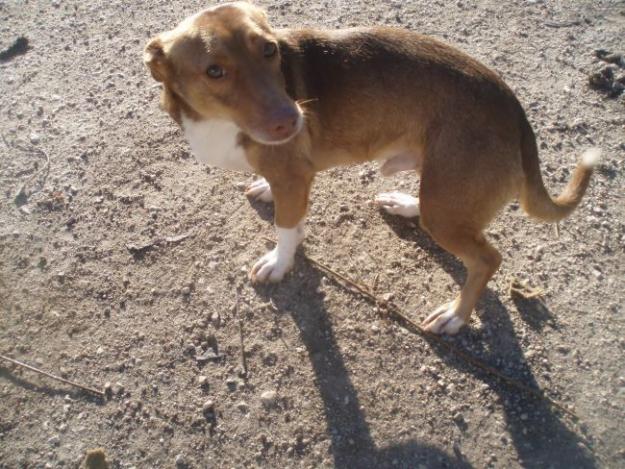 Eco,perrito en adopcion URGENTE!cordoba