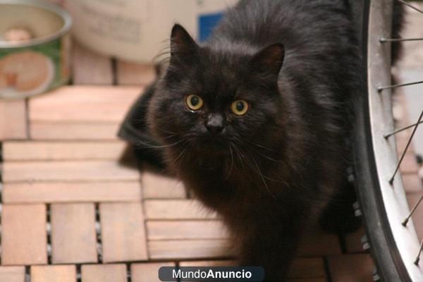 Encontrado gato persa negro en Madrid