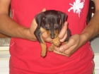 Pincher enano,cachorro macho,300 Eur. - mejor precio | unprecio.es