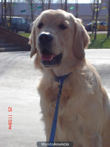 venta de golden retriever en barcelona