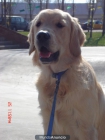 venta de golden retriever en barcelona - mejor precio | unprecio.es