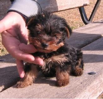 yorkshire terrier