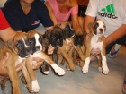 Cachorros Boxer - mejor precio | unprecio.es