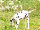 Cachorros dalmata pura raza - mejor precio | unprecio.es